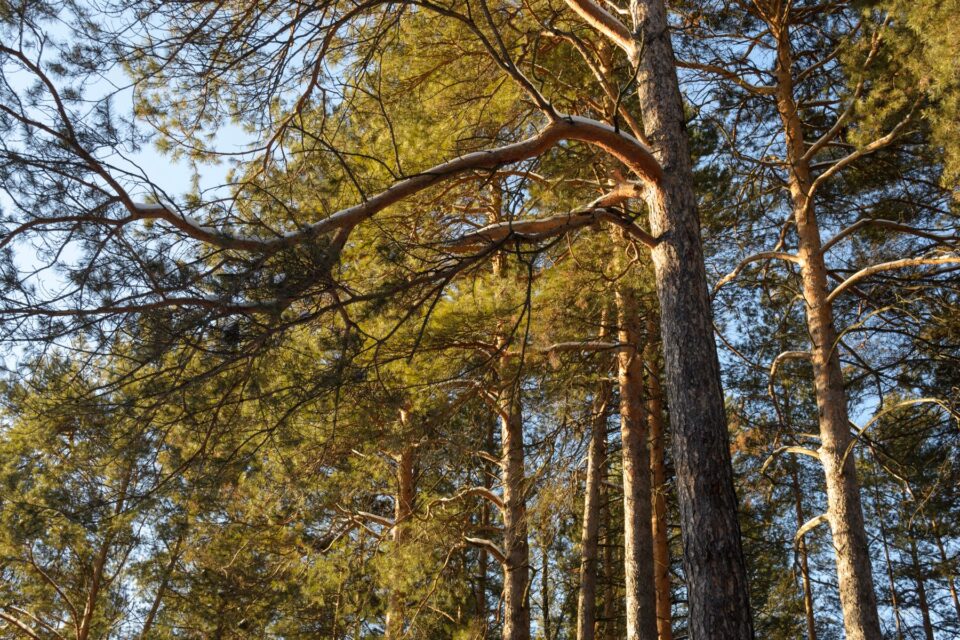 Sunlight streaming through tall pines, typical of the wooded lots around Grangerland, TX