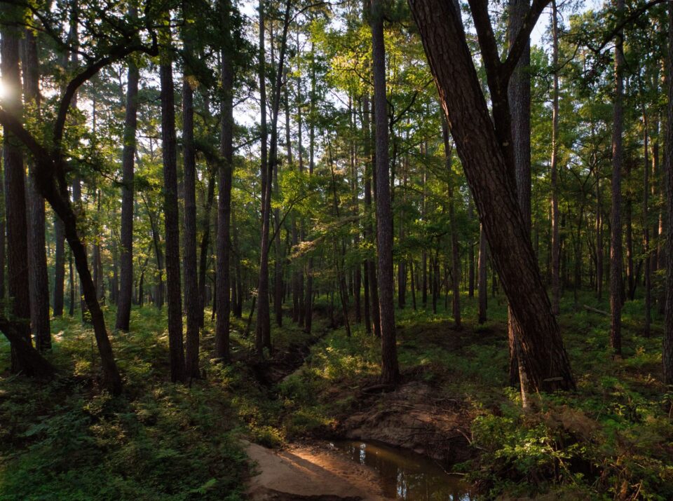 Sunlit summer forest, evoking the piney woods around Huntsville, TX
