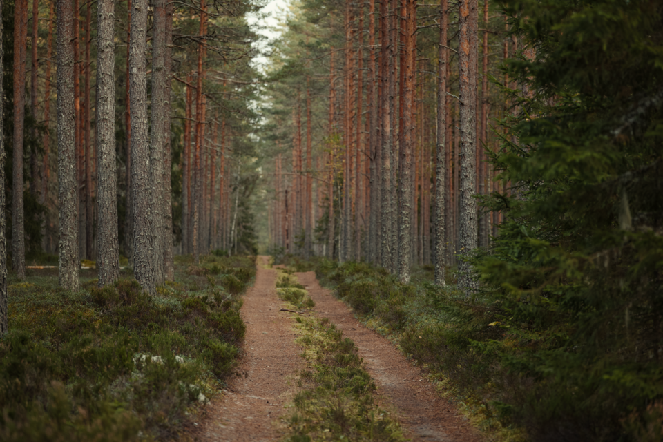 A path through dense pine forest, evoking the wooded character of Kingwood, TX