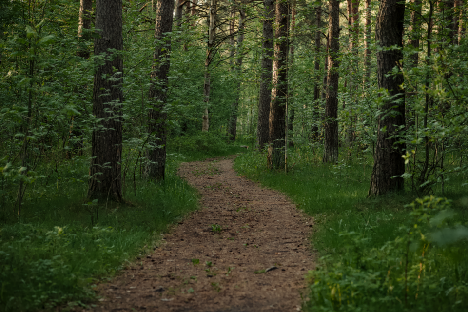 A lush wooded trail, evoking the piney woods around Splendora in Montgomery County, TX