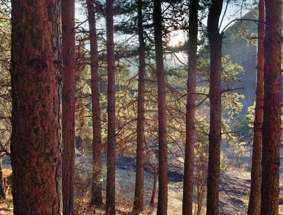 Sunlight filtering through tall pines, typical of the wooded lots around Spring, TX