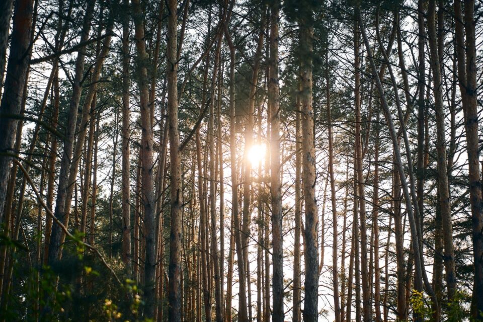 Sunlight filtering through tall pine trees, typical of shaded yards in The Woodlands, TX
