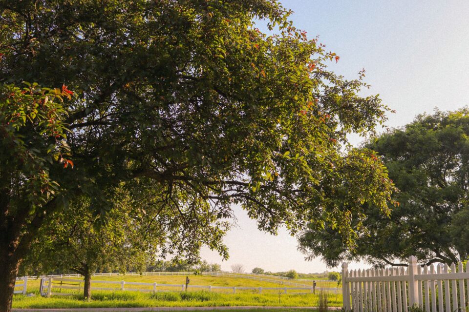 Green countryside with mature trees and a white fence, typical of the ranch properties around Waller, TX